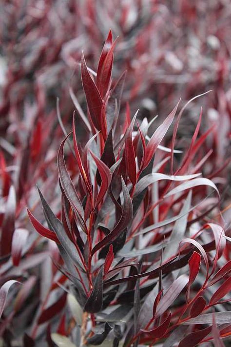 Agonis flexuosa 'After Dark' - Willow myrtle Agonis Flexuosa, Year Round Flowers, Flower Identification, Dark Tree, Gothic Garden, List Of Flowers, Jewel Tone Wedding, Flower Names, Bonsai Garden