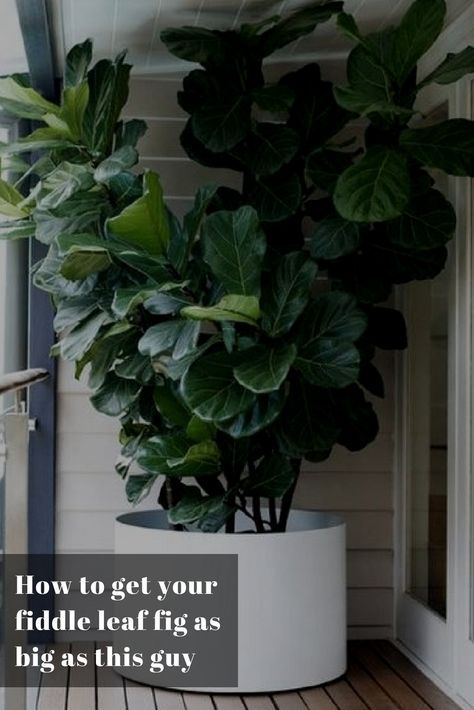 Plants Indoor Decor, Bathroom Plants No Sunlight, Big Indoor Plants, Photo Garden, Tall Indoor Plants, Large Indoor Plants, Fig Plant, Indoor Vegetable Gardening, Fiddle Leaf Fig Tree