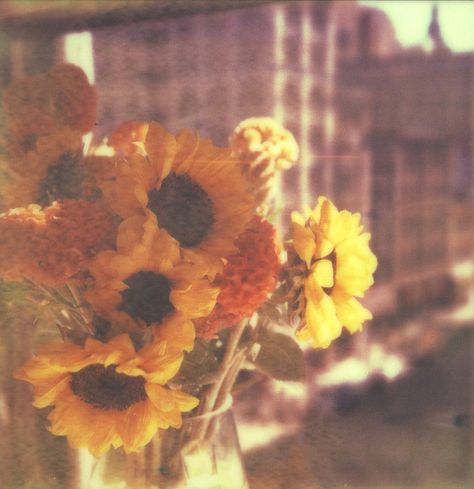 #Polaroid #Picture Polaroid Flowers Aesthetic, Aesthetic Polaroid Pictures, Sunflower Aesthetic, Polaroid Picture, Color Test, Polaroid Pictures, Flower Therapy, Yellow Aesthetic, Aesthetic Images