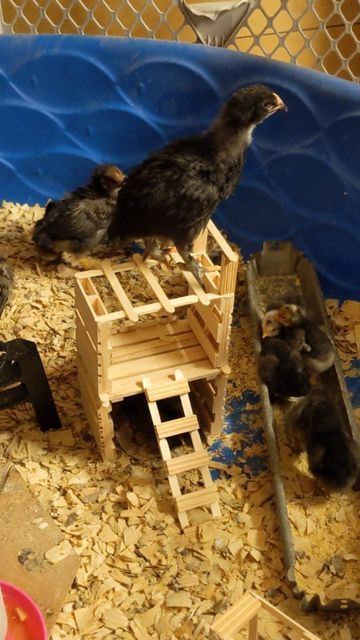 Tractor Supply Chicks, Dollar Tree Chicken Supplies, Chick Enrichment Ideas, Baby Chick Toys Diy, Toys For Baby Chicks, Chick Toys Diy, Chick Enrichment, Homemade Chicken Toys, Chicken Coop Enrichment