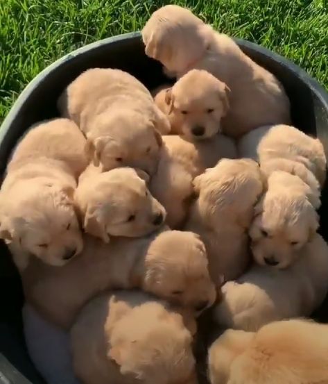 Golden Retriever Litter, Puppy Litter, Golden Puppies, Golden Retriever Puppies, Golden Puppy, Farm Dogs, Animals Amazing, Retriever Puppies, Cute Funny Babies