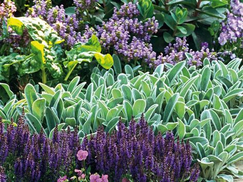 Lamb's Ears...use as a ground cover...Sun, partial shade, well drained soil, drought resistant, but prefers evenly moist. Yucca Gloriosa, Stachys Byzantina, Hardscape Design, Ground Cover Plants, Lambs Ear, Plant Combinations, Gardening Gloves, Peterborough, Ground Cover