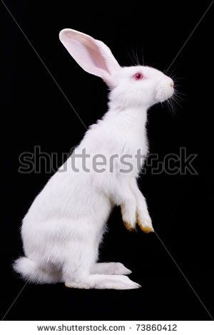 white rabbit standing on its hind legs side view White Rabbit Photo, Rabbit Side Profile, Bunny Side View, Bunny Side Profile, Legs Side View, Rabbit Side View, Rabbit Reference, Rabbit Anatomy, Side View Of Face