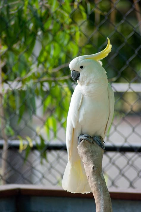 Parrot Reference, Parakeet Colors, White Cockatoo, White Parrot, Parrot Tattoo, Yellow Parrot, Bird Breeds, Birds Photography Nature, Australia Art