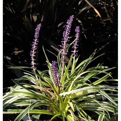 Liriope muscari 'Silvery Sunproof' Silvery Sunproof Liriope, Variegated Liriope, Winter Gem Boxwood, Molinia Caerulea Transparent, Liriope Muscari, Lonicera Periclymenum, Heliotropium Arborescens, Growing Bamboo, Types Of Shrubs