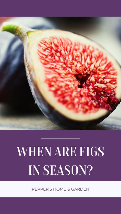 Discover when figs are in season and when they're at their juiciest and sweetest. Learn about the fascinating process of fig pollination, how to tell when figs are ripe, and whether you can get fresh figs year-round. Find out when fig season begins and ends, and the best time of year to buy figs for the tastiest fruit. Plus, get tips on how to ensure you're getting the best quality figs, whether from a farmer's market or your own garden. Fig Varieties, Fig Season, Fruit Plus, Fig Fruit, Fresh Figs, Farmer's Market, What Can I Do, Late Summer, Farmers Market