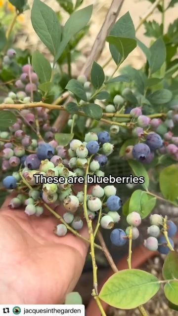 Blueberries In Containers, Growing Blueberries, Berry Garden, Helpful Things, Bountiful Harvest, Container Gardening Vegetables, Garden Layout, Be Prepared, Seed Starting