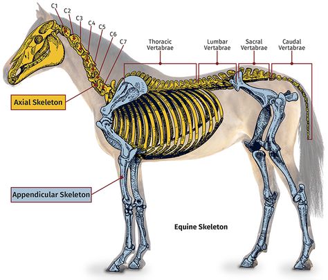 equine spinal problems, equine musculoskeletal system, equine Wobbler Syndrome, equine Neck radiographs, equine Thoracolumbar Spine, equine Pelvic Palpation Horse Bones, Horse Skeleton, Horse Healing, Equine Massage, Equine Veterinary, Horse Coat Colors, Horse Information, Healthy Horses, Vet Medicine