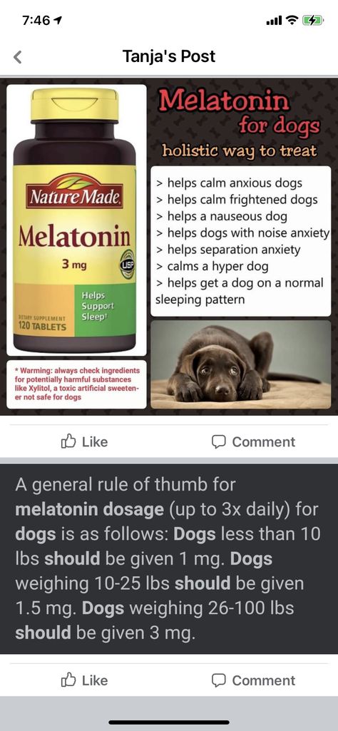 Homeopathy For Dogs, Dog Safe Medications, Melatonin For Dogs, Dog Medicine Tricks, Otc Meds For Dogs, Pet Remedies, Pet Meds, Dog Medicine, Meds For Dogs