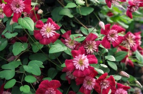 Clematis 'Avant Garde' Growing Clematis, Avant Grade, Clematis Vine, Medal Display, Starter Plants, Pink Star, Garden Gate, Morning Glory, Gold Medal