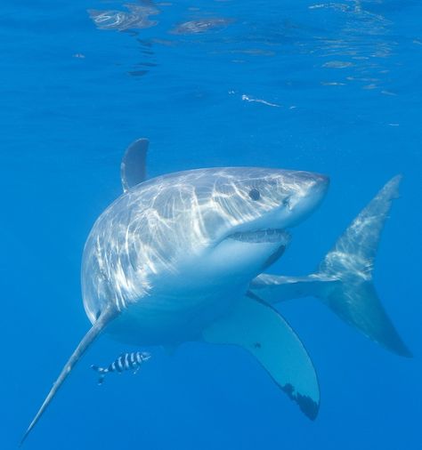 Great White Shark Aesthetic, Cute Great White Shark, Great White Shark Pictures, Shark Pics, Shark Icon, Shark Pfp, Shark Cage Diving, Cool Sharks, Shark Pictures