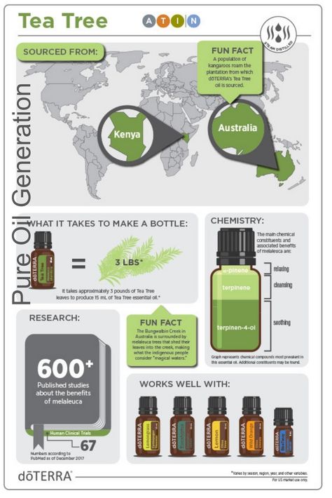 Doterra Tea Tree, Melaleuca Essential Oil, Benefits Of Essential Oils, Essential Oil Education, Melaleuca Alternifolia, Doterra Oils, Tea Tree Essential Oil, Care Hair, Aromatherapy Oils