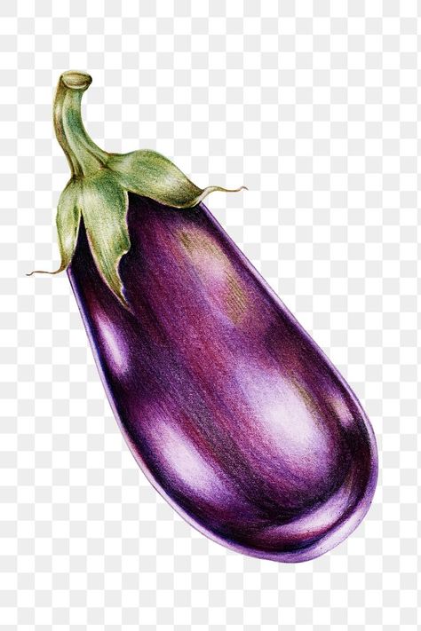 Aubergine Illustration, Eggplant Art, Eggplant Vegetable, Colored Pencil Artwork Ideas, Vegetable Drawing, Fruit Art Drawings, Color Pencil Illustration, Vegetable Illustration, Purple Eggplant