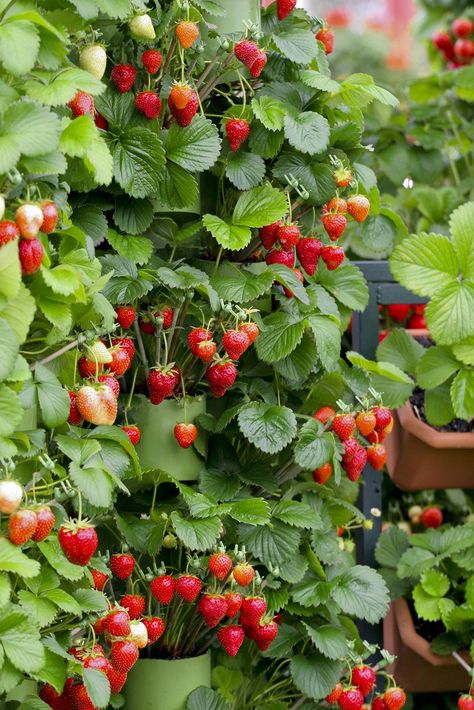 Plant-Enough Growing Strawberries In Containers, Strawberry Bush, Tomatoes In Containers, Strawberries In Containers, Growing Blackberries, Vegetable Pictures, Growing Tomatoes In Containers, Strawberry Garden, Growing Strawberries