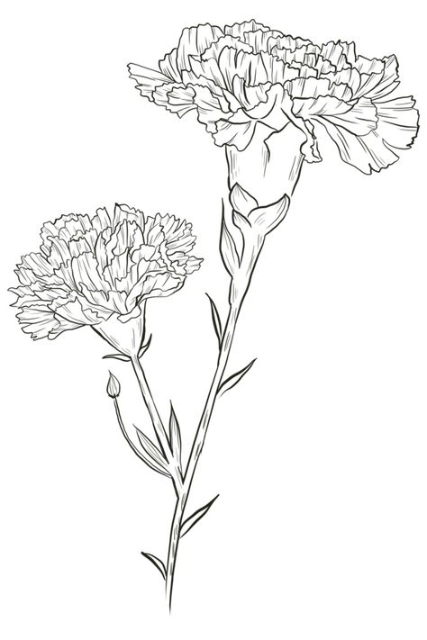 Carnation Coloring Page, Carnation Flower Design, Draw Carnation Flower, Carnation Line Drawing, Carnation Line Art, Carnation Outline, Carnations Drawing, Carnation Sketch, Carnation Flower Tattoo Design