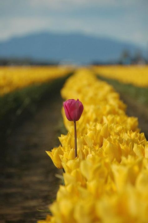 Beautiful odd one out, standing tall, not afraid to be noticed. Mellow Yellow, A Quote, Gods Love, Inspire Me, Make Me Smile, Flower Power, Tulips, Dandelion, Beautiful Flowers