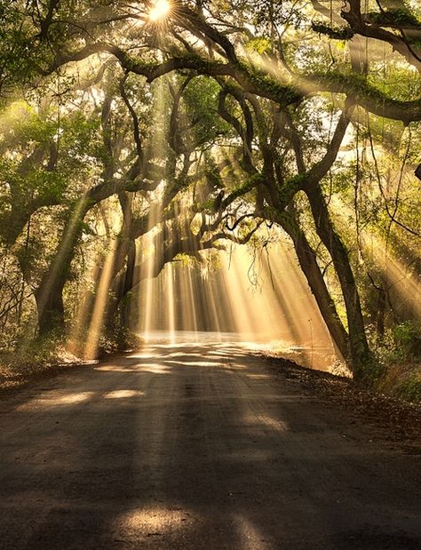 Botany Bay Road, Edisto Island | South Carolina...mystical light through the Live oaks. Magical! Nature Computer Background, Grass Shrubs, Nature Road, Lukisan Lanskap, Edisto Island, Botany Bay, Matka Natura, Wallpaper Cantik, Sun Tattoos