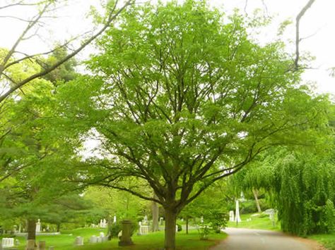 Carpinus Caroliniana, Tall Shrubs, Florida Garden, Garden Plan, Beech Tree, Woodland Garden, Diy Landscaping, Memorial Park, Place Of Worship