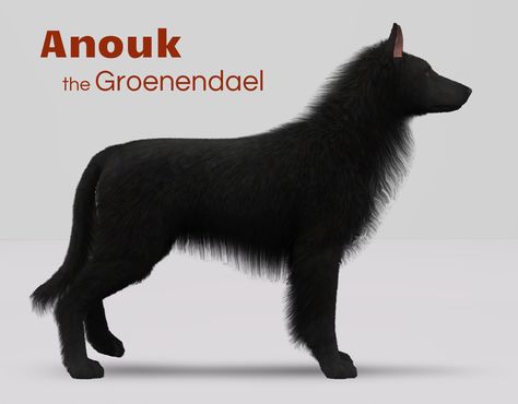 Mod The Sims - Four Belgian Shepherds Sims 4 Dog Skin Cc, Sims 4 Cc Animals, Sims 4 Pets Mod, Sims 3 Pets, Mods Ts4, Sims Pets, Ts4 Mods, The Sims 4 Packs, Belgian Shepherd