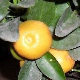 Sour Orange, Se Asia, Garden Recipes, Green And Orange, Great Recipes, Philippines, Fruit, Orange, Green