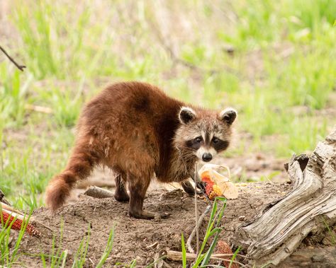 https://flic.kr/p/2oyFD7L | Cinnamon Colored Raccoon | From what I have read, cinnamon-colored raccoons are rare. The color is caused by erythrism. Cinnamon Raccoon, Cinnamon Color, Mask Designs, Racoon, Mask Design, Cinnamon, Mask, Orange, Animals