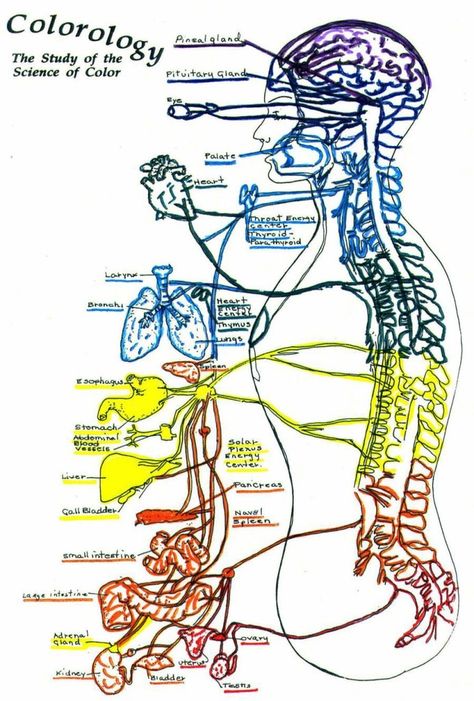 Reiki chakras organs spine Color Therapy Healing, Color Healing, Spiritual Reading, Chakra System, Energy Medicine, Alternative Healing, Les Chakras, Kundalini Yoga, Healing Meditation