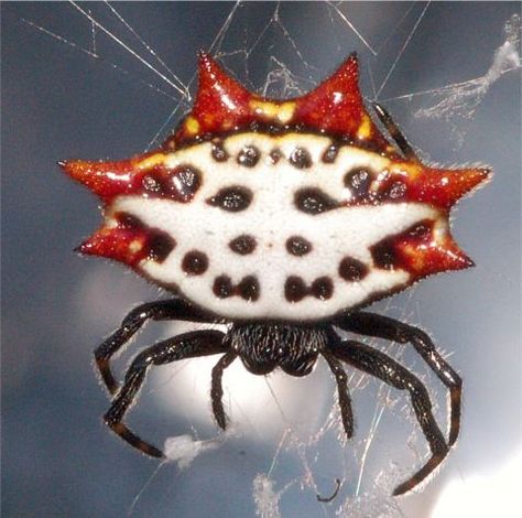 Although we call them "crab spiders" in Hawaii, this is actually the spinybacked orbweaver....and it can be a real nuisance this time of year, string hundreds of webs from the eves... Spider Fact, Arachnids Spiders, Crab Spider, Spider Species, Foto Macro, Jumping Spider, Beautiful Bugs, Creepy Crawlies, Arthropods