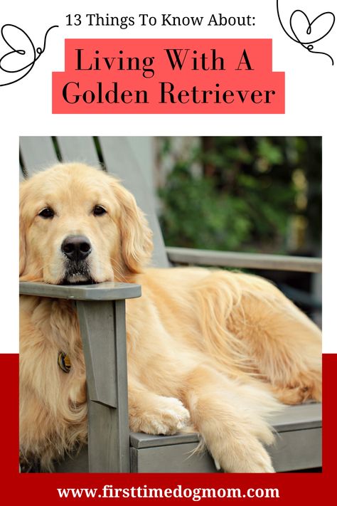 Living With A Golden Retriever - A Golden Retriever lying on a grey Adirondack chair looking at you.  The dog's head is resting on the armrest. Golden Retriever Activities, Golden Retriever Sayings, Training A Golden Retriever, 5 Month Old Golden Retriever, Golden Retriever Toys, Golden Retriever Summer Haircut, Grooming A Golden Retriever, Two Golden Retrievers, Golden Retriever Tips