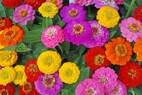 What to Plant in July - Plants to Add to Your Garden | Apartment Therapy Full Sun Annuals, Zinnia Elegans, Zinnia Flowers, Annual Flowers, Garden Yard Ideas, Attract Butterflies, Flowering Shrubs, Fall Plants, Bedding Plants