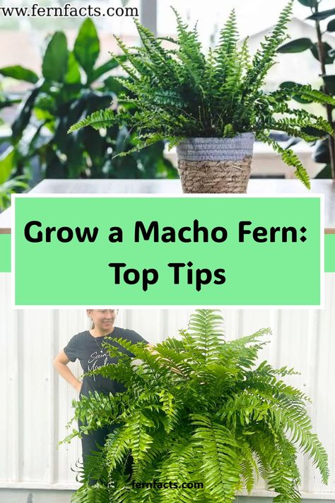 Grow a Macho Fern: Top Tips - A large fern in a pot above another large fern held by a person. Macho Fern, Fern Care, Indoor Ferns, Fern Garden, Potted Ferns, Ferns Care, Ferns Garden, Orchid Bark, Organic Compost