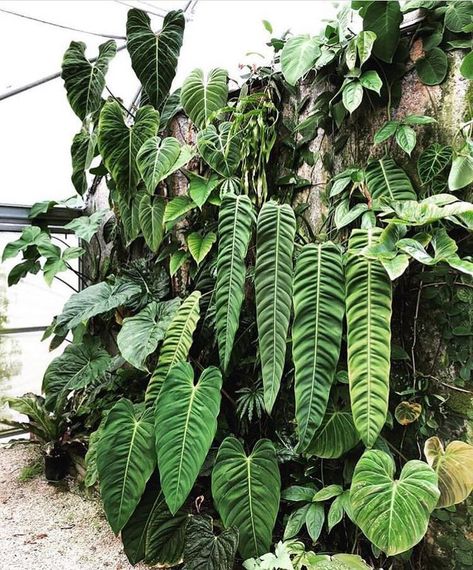 philodendron goals 🌿🌿🌿 // 📷 @nsetropicals Hanging Plants Diy, Philodendron Plant, Moss Garden, House Plants Decor, Pretty Plants, Foliage Plants, Exotic Plants, Rare Plants, Tropical Garden