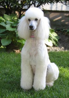 Poodle Haircuts, Poodle Puppy Standard, Poodle Cuts, Pretty Poodles, White Poodle, Poodle Grooming, Standard Poodles, Pink Poodle, Miniature Poodle