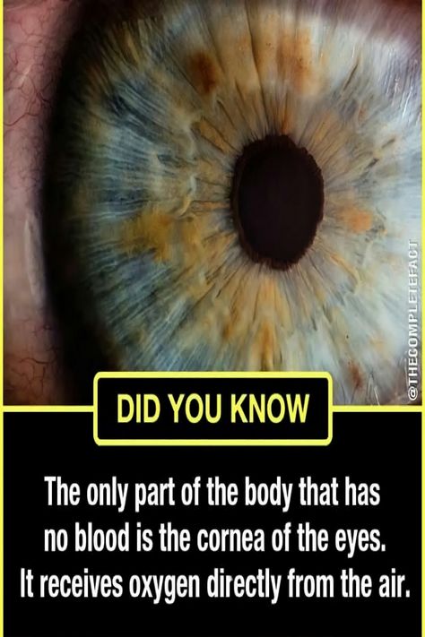 Did You Know Medical Facts, Science Trivia Interesting Facts, Medical Facts Interesting, Cool Facts Mind Blowing, Interesting Science Facts Mind Blown, Amazing Science Facts Mind Blown, Random Science Facts, Macro Fotografia, Science Facts Mind Blown