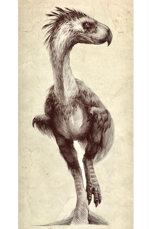 Extinct Phorusrhacos longissimus was a giant flightless terror bird that lived in Miocene Patagonia. It stood about 8 ft tall and weighed approximately 290 lbs. It’s large hook-tipped beak and strong claws indicate they were carnivorous. (by Antarctic Spring) Terror Bird, Illustration Reference, Prehistoric Wildlife, Dinosaur Drawing, Prehistoric World, Ancient Animals, Prehistoric Art, Paleo Art, Extinct Animals