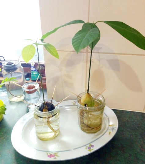 Growing Avocado, Avocado Seed Growing, Seed Growing, Bulbous Plants, Shadow Plants, Avocado Plant, Grow Avocado, Avocado Seed, Plant Life Cycle