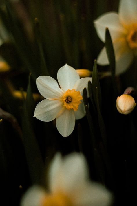 Pretty Flowers Photography, Cherry Blossom Wallpaper, Narcissus Flower, Floral Wallpaper Iphone, Photo Art Frame, Daffodil Flower, Simple Phone Wallpapers, Nothing But Flowers, Gothic Aesthetic