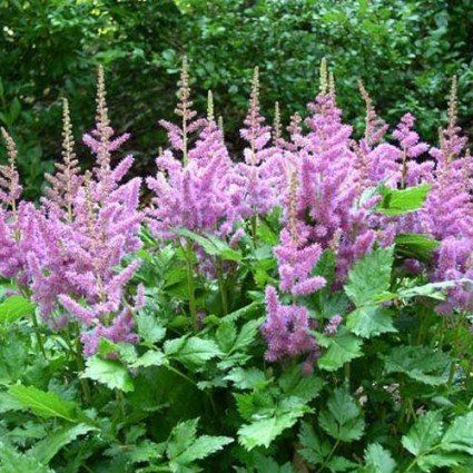 Astilbe chinensis Purple Candles | Astilbe chinensis 'Purple Candles'| plant lust Chinese Astilbe, Patio Flowers, Purple Candles, Gardening Zones, Deer Resistant Plants, Small Shrubs, Garden Life, Shade Perennials, Tall Flowers