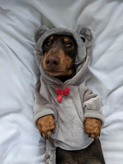 #minaturedoxie#dachshunds#wieners#puppy #cute#sausagedog#doxie#dogs#pets#animals#nature#adorable#smile#dog#pet#love#chocolate Dog Wallpaper Iphone, Smile Dog, Dachshund Clothes, Sausage Dogs, Doxie Dogs, Puppy Cute, Weenie Dogs, Dachshund Lovers, Dachshund Puppies