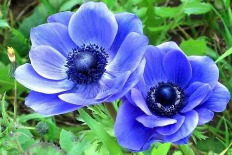 Anenome Flower, Anemone Coronaria, Blue Anemone, Fragrant Garden, Blue Poppy, Anemone Flower, Late Spring, Traditional Garden, Attract Butterflies