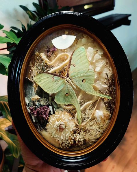 Probably stayed up way too late working on this one yesterday 🥱 Luna moth, articulated snake skeleton, lots of dried flowers, and a velvet backdrop in a vintage bubble frame. 💚 💚 💚 💚 💚 #vintageframes #vintagestyle #lunamoth #mothart #insectpinning #insectart #entomologyart #cottagecore #vultureculture #darkacademia #moodydecor #framedbutterfly #framedinsects #driedflowerart Moth Preservation, Diaphonized Specimens, Moth Decor, Entomology Decor, Giant Moth, Velvet Backdrop, Butterfly Ideas, Dried Flower Art, Snake Skeleton