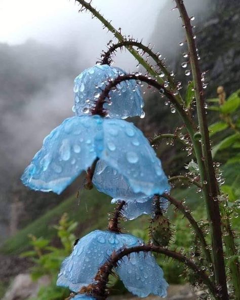 Blue Poppies, Skeleton Flower, Valley Of Flowers, Natural Ecosystem, Blue Poppy, Morning Flowers, Big Flowers, Perennial Plants, Himalayan