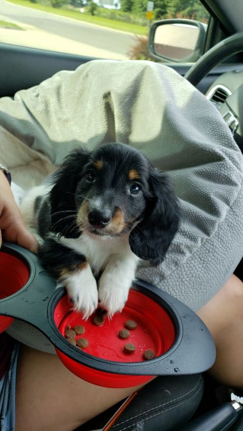 Long hair dachshund puppy white and black Black And White Dachshund, Long Hair Dachshund, Daschund Puppies, Long Haired Dachshund, Mini Dachshund, Dachshund Puppy, Long Black Hair, White Dogs, Dachshund