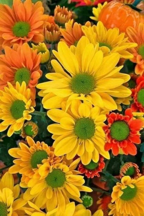 Autumn Orange, Good Morning Flowers Gif, Flower Yellow, Parts Of A Flower, Flowers Gif, Gerbera Daisy, Beautiful Rose Flowers, Good Morning Flowers, Love Flowers