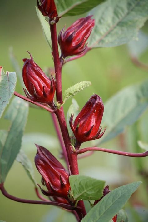 hibiscus tea plant - Google Search Roselle Plant, Sorrel Plant, Roselle Hibiscus, Nevis West Indies, Florida Backyard, Growing Coffee, Fruit Tree Garden, Soca Music, Trini Food