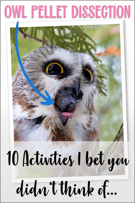 Owl getting ready to regurgitate an owl pellet. Owl Pellet Activities For Kids, Wow Said The Owl Activities, Owl Pellet, Owl Pellet Dissection, Owl Pellet Dissection Worksheet, Owl Lesson Plans, Dissecting Owl Pellets, Owl Pellets, Reading Passages