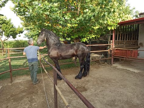 Stallion Horses Mating, Blue Roan Quarter Horse Stallion, Horse Mate, Black Thoroughbred Stallion, Heart Horse, Friesian Stallion, Brown Horse With White Mane, Quarter Horse Stallion, Trick Riding