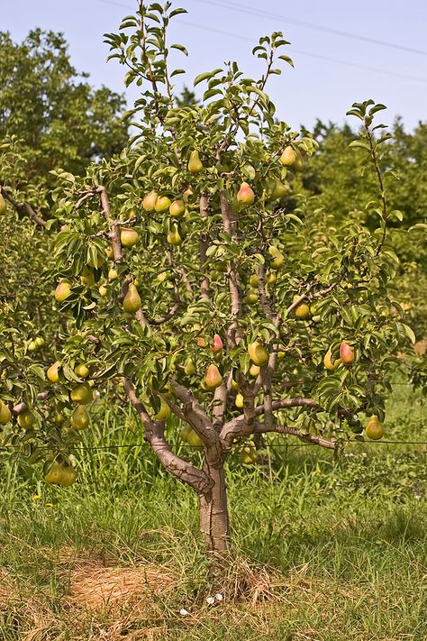 Fruit Trees Backyard, Pear Varieties, Tattoo Plant, Avocado Plant, Backyard Trees, Pear Fruit, Dessert Aux Fruits, Pear Trees, Pear Tree