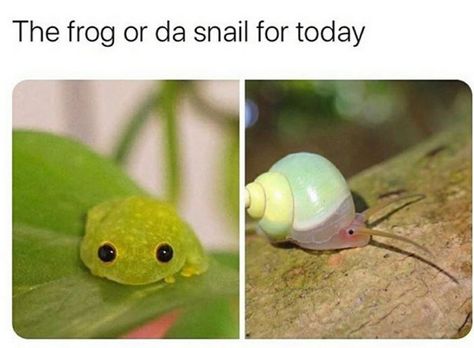 Morning Funny, Good Morning Funny, Silly Animals, Cute Animal Photos, Wholesome Memes, Cute Creatures, Animal Photo, Cute Little Animals, Animal Memes