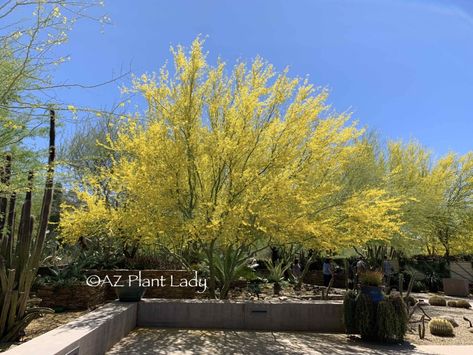 One of the most popular trees for arid climates is the ‘Desert Museum’ Palo Verde. Once you see one, it’s easy to see why it is present in so many residential, commercial, and community areas. Its medium-green trunk, feathery foliage, and golden flowers, that appear in late spring, add beauty to any landscape. Another characteristic […] The post Avoiding Storm Damage – Desert Museum Palo Verde Trees appeared first on Desert Gardening 101. Desert Museum Palo Verde, Desert Gardening, Desert Trees, Arizona Backyard, Desert Botanical Garden, Gardening 101, Desert Garden, Different Plants, Easy Garden