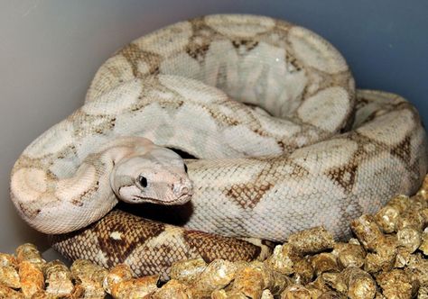 Hog Island Boa, Types Of Snake, Largest Snake, Wild Hog, Boa Constrictor, Venomous Snakes, London Zoo, Cute And Funny Animals, Reptiles And Amphibians